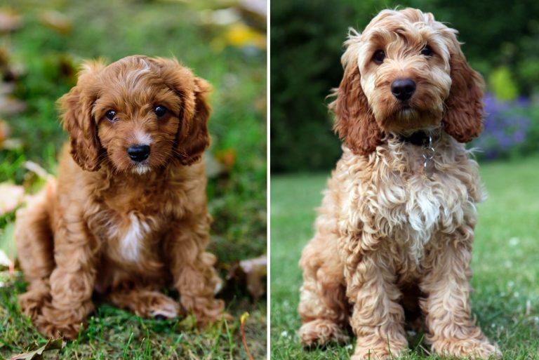 cavapoo and cockapoo in nature