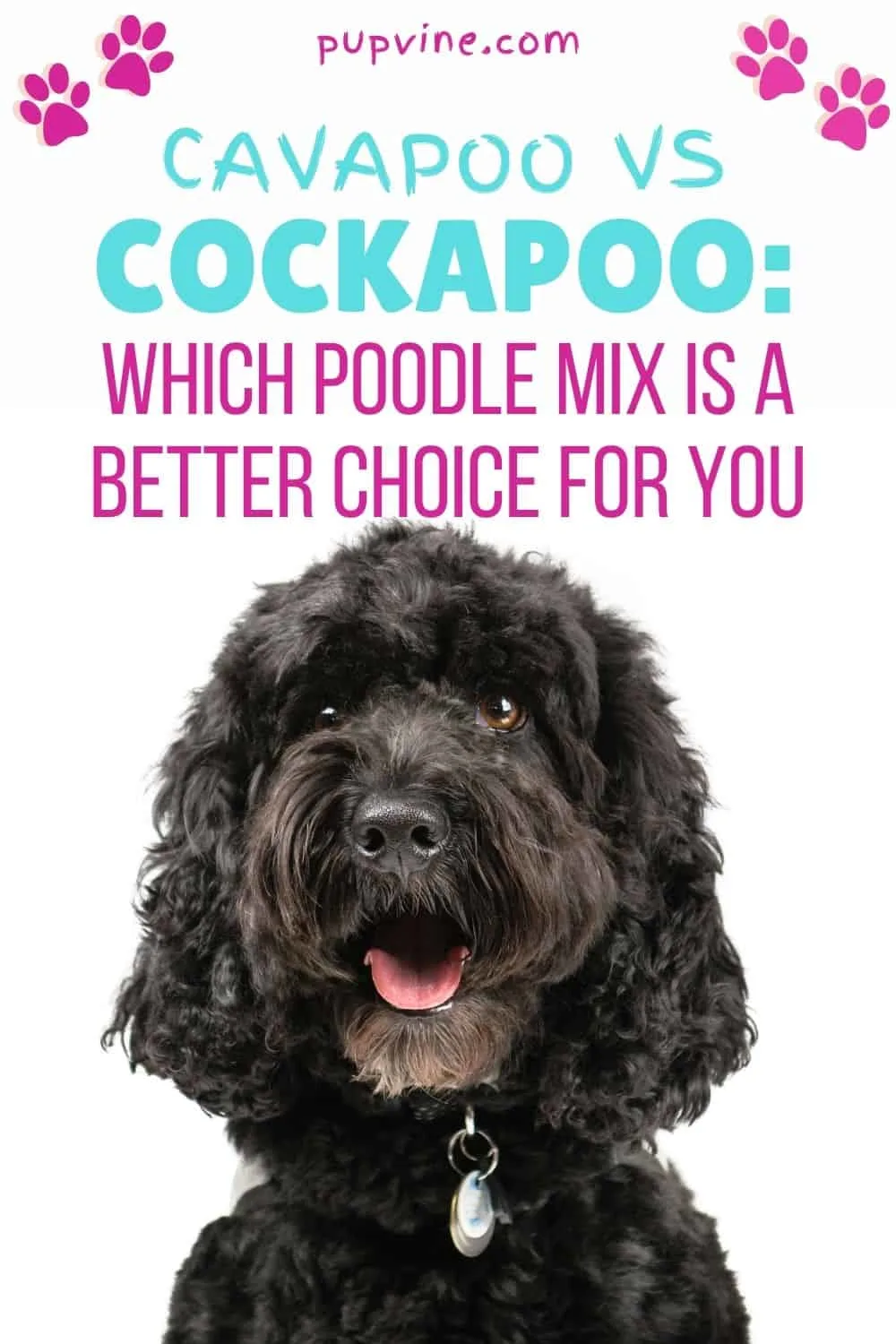 Cavapoo vs Cockapoo: Which Poodle Mix is a Better Choice For You