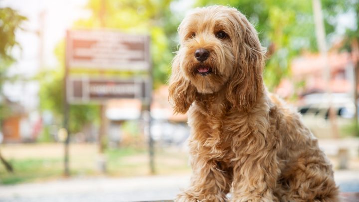 Cockapoo