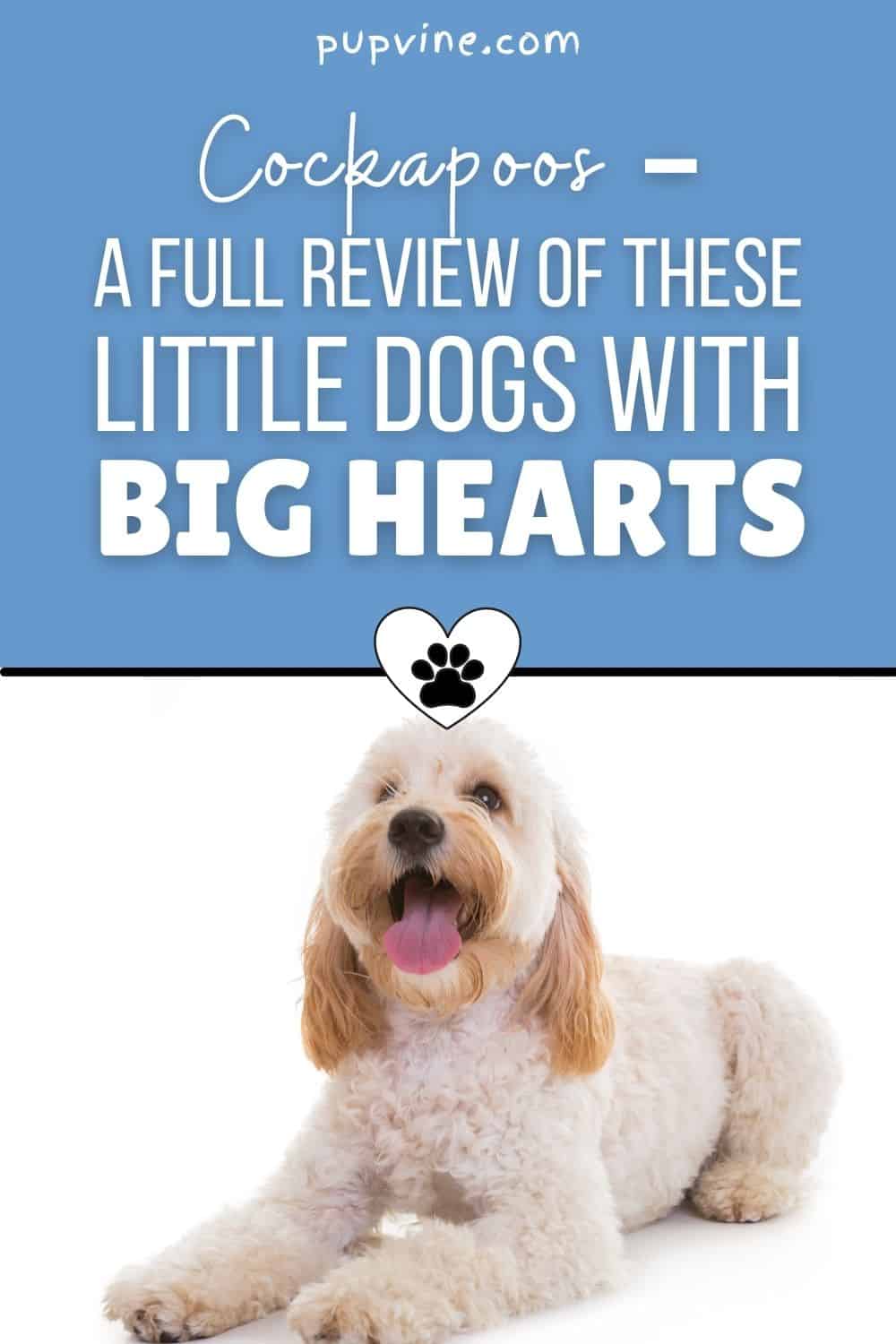 Cockapoos – A Full Review Of These Little Dogs With Big Hearts