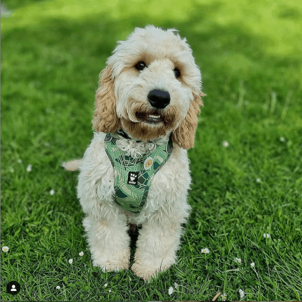 Cockapoos posing on grass