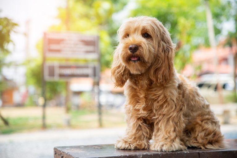 hairy cockapoo puppy