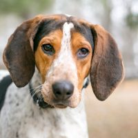 a portrait of a hunting dog outside