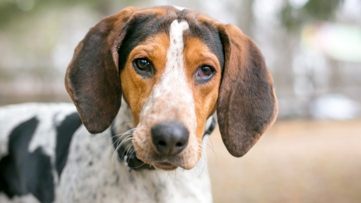Coonhound Beagle Mix: Presenting The Finest Hunting Dog