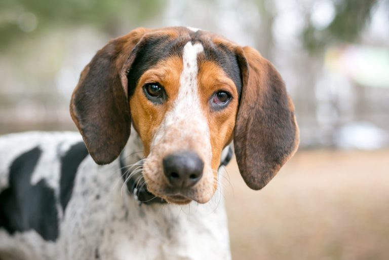 a portrait of a hunting dog outside