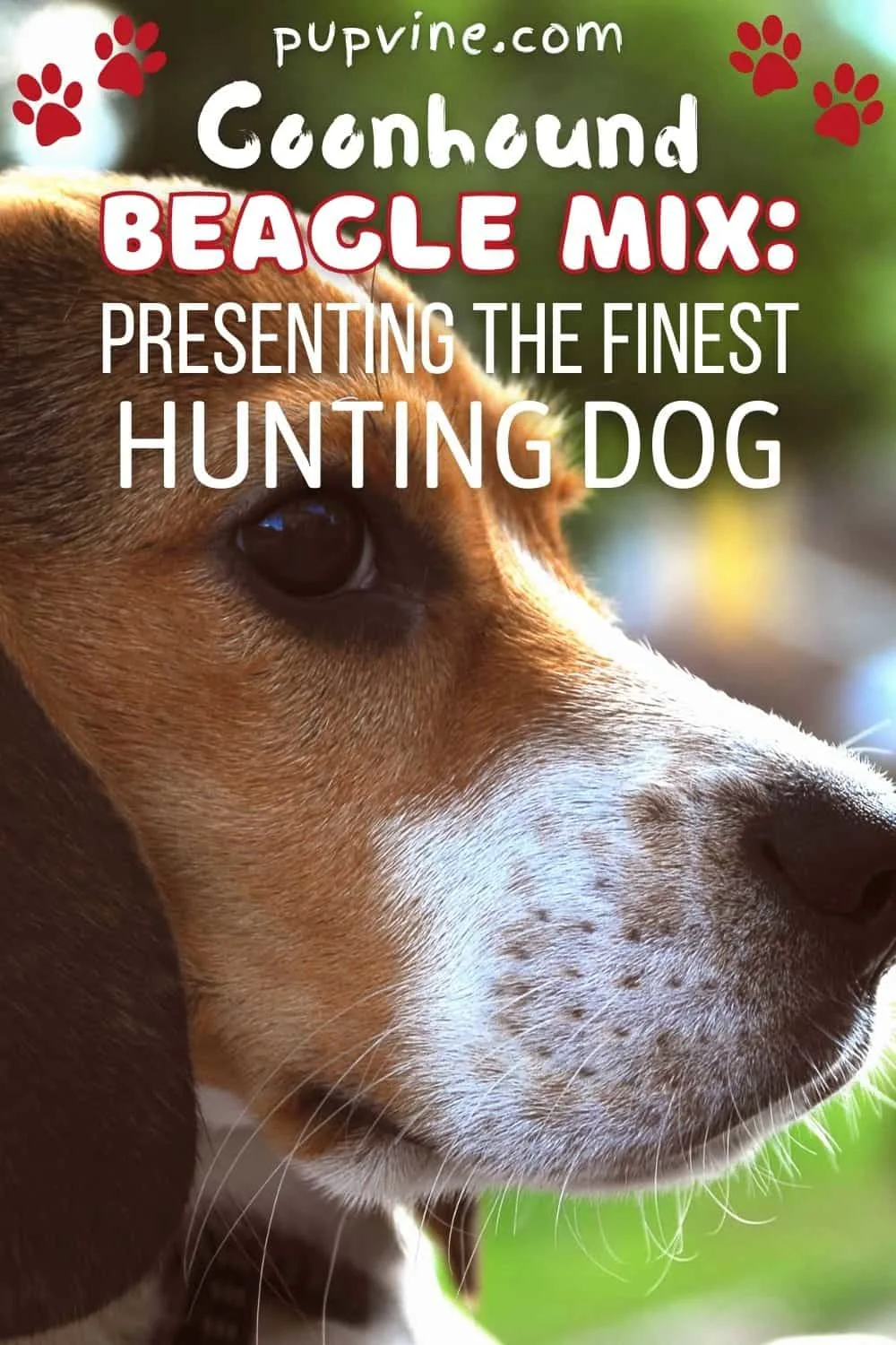 Coonhound Beagle Mix: Presenting The Finest Hunting Dog