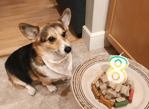 Corgi at the airport