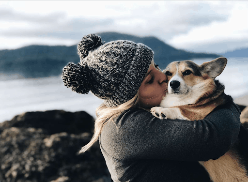 Corgi at the airport