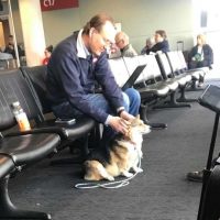 Corgi at the airport