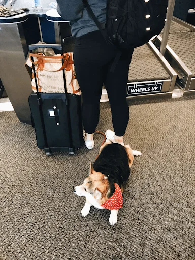 Corgi at the airport