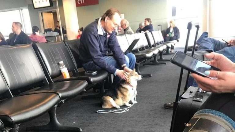 Corgi at the airport