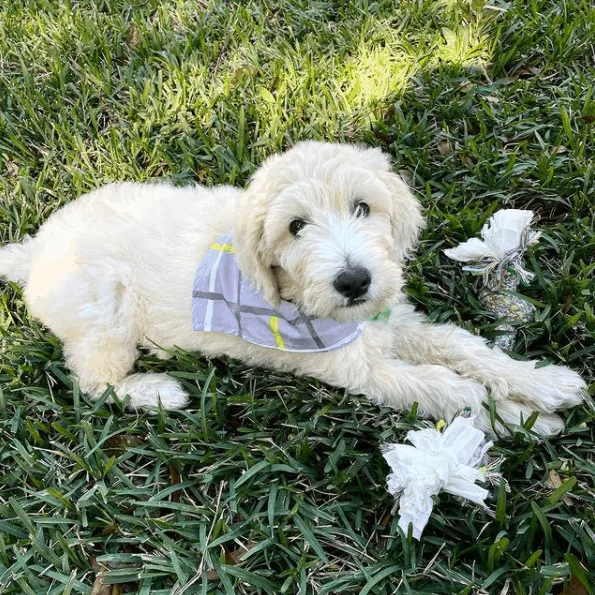 Cream Goldendoodle on grass