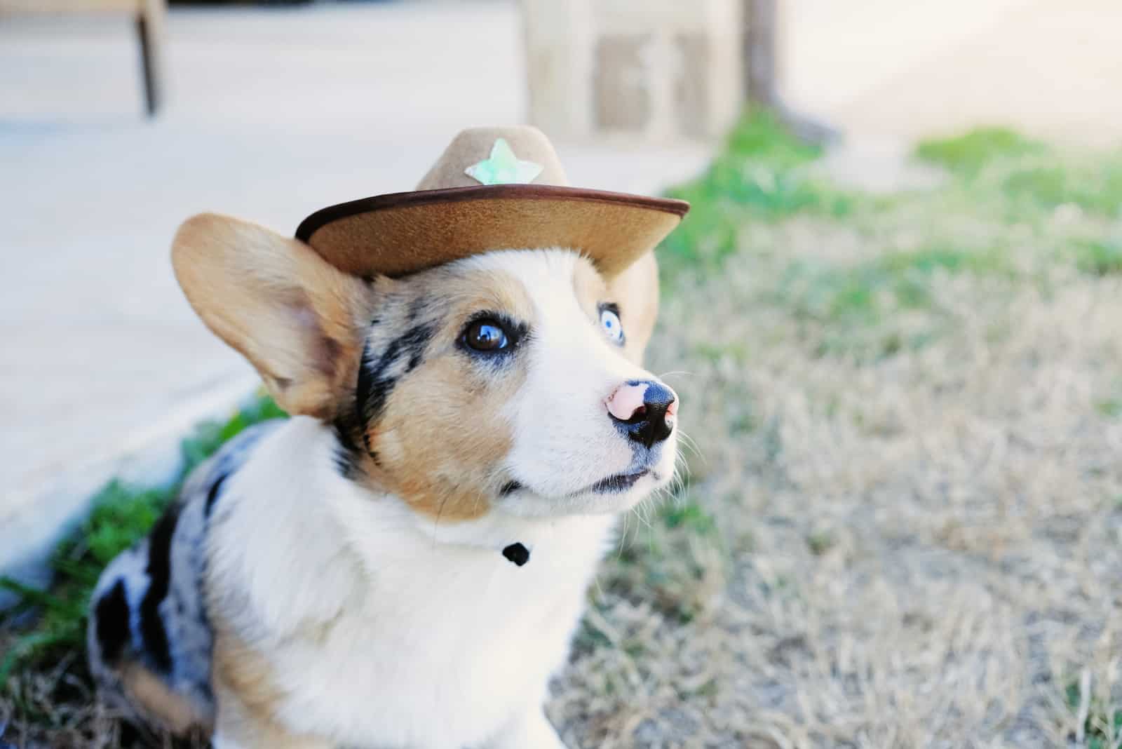 Cute Corgi puppy dog in cowboy hat