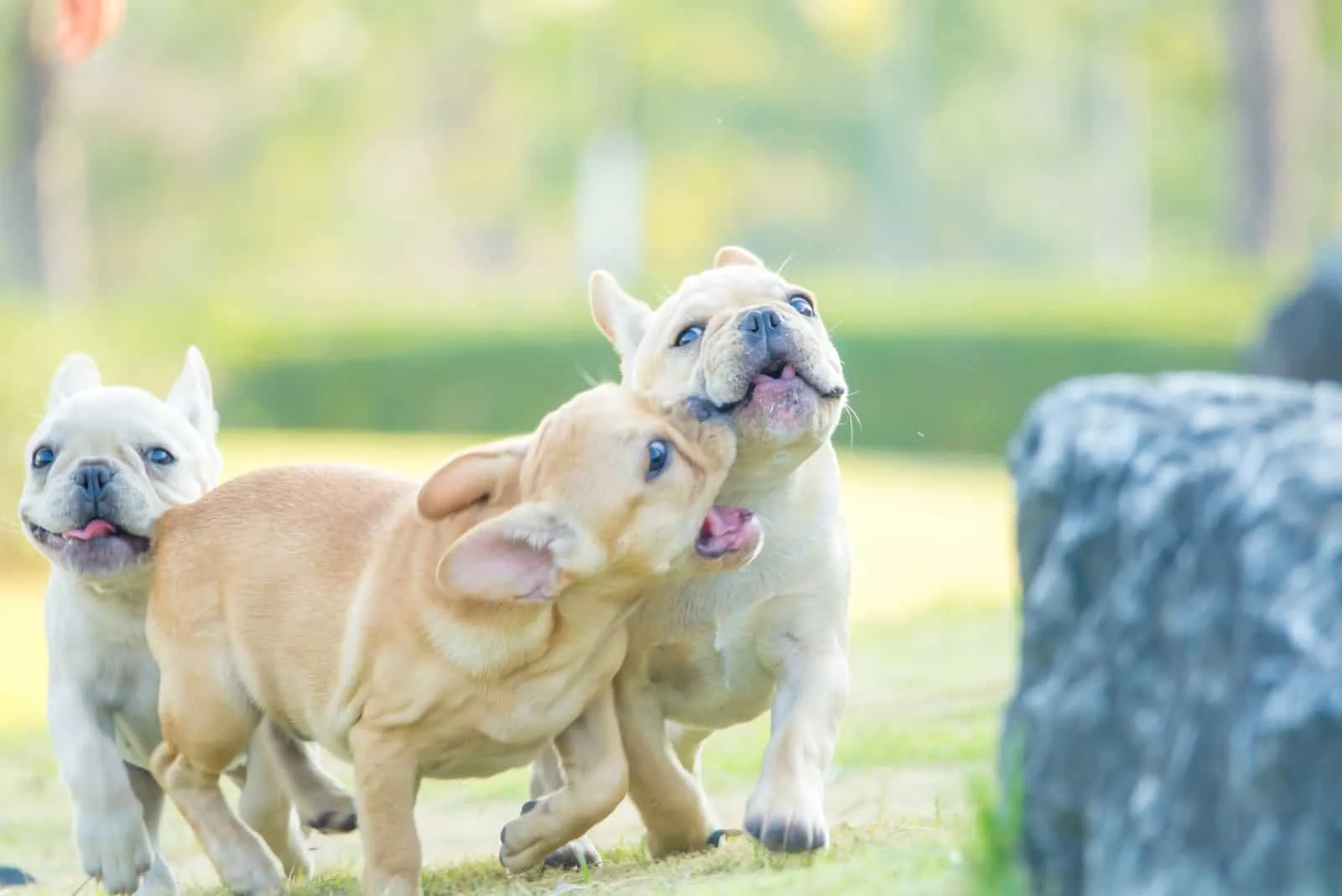 Cute French bulldog puppies in green yard