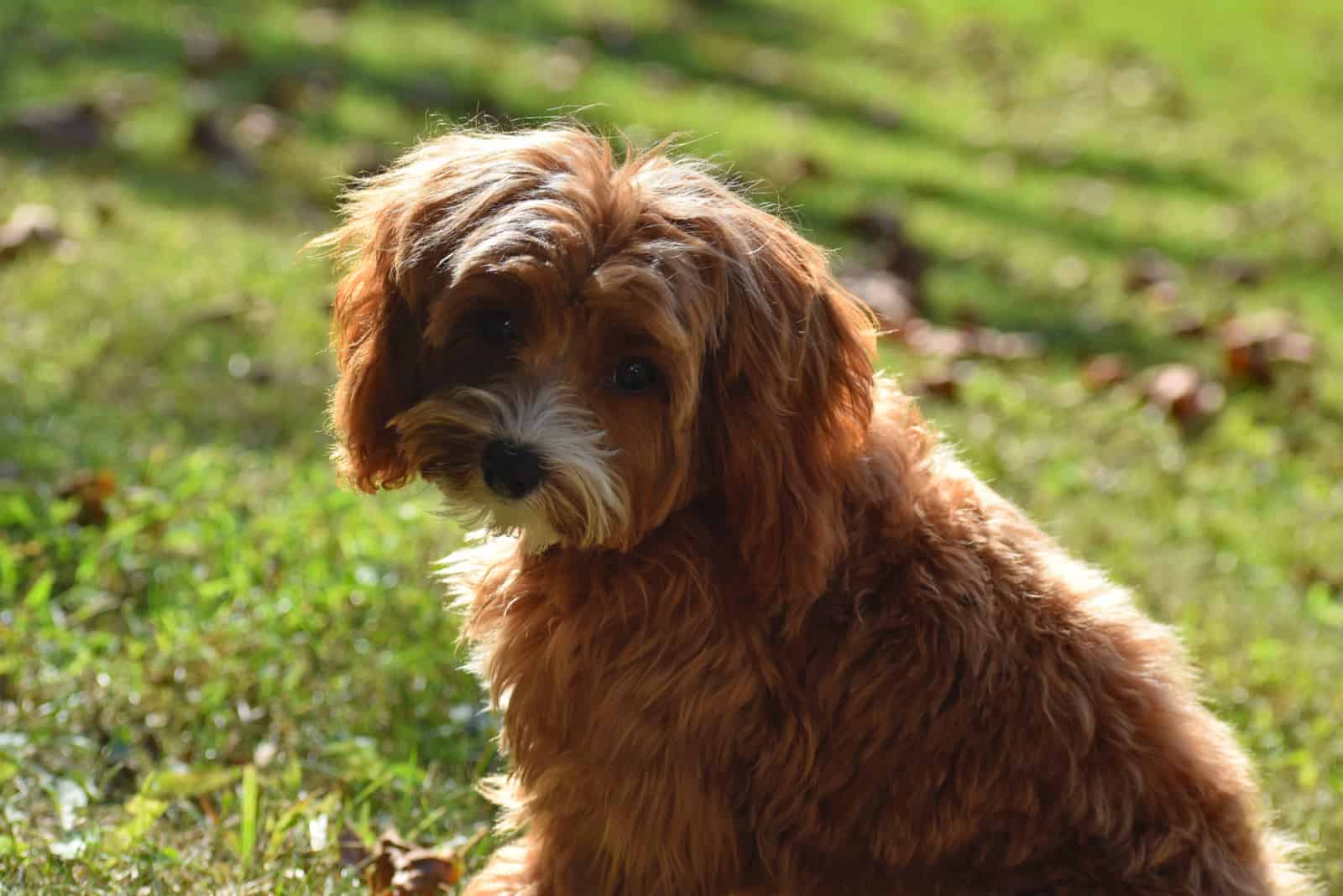 Cute brown cavapoo small dog