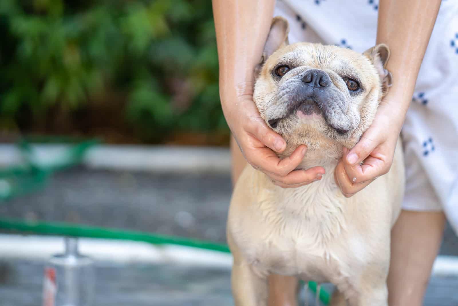 Cute french bulldog taking a bath outdoor