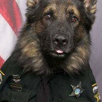 K9 Officer Poses In His Uniform