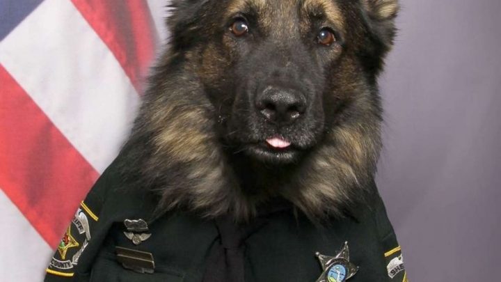 Cuteness Overload: A K9 Officer Poses In His Uniform For His Official Portrait