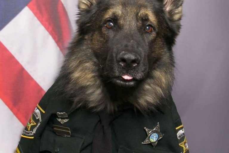 K9 Officer Poses In His Uniform