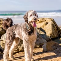 Do Aussiedoodles Shed? A Groomer’s Guide For Beginners