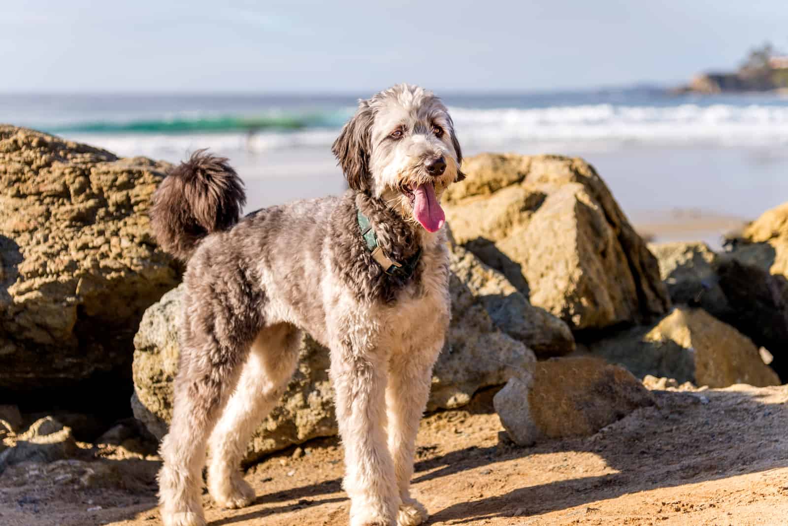 Do Aussiedoodles Shed? A Groomer’s Guide For Beginners