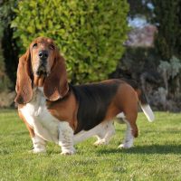 a beautiful basset hound stands on the grass