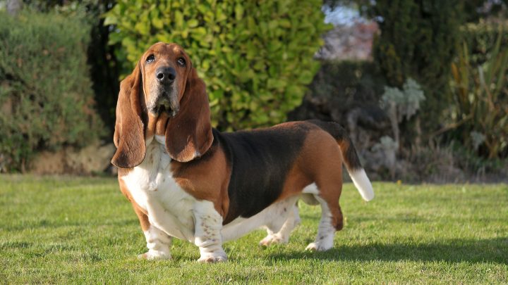 Do Basset Hounds Shed? Grooming & Care For Basset Hounds