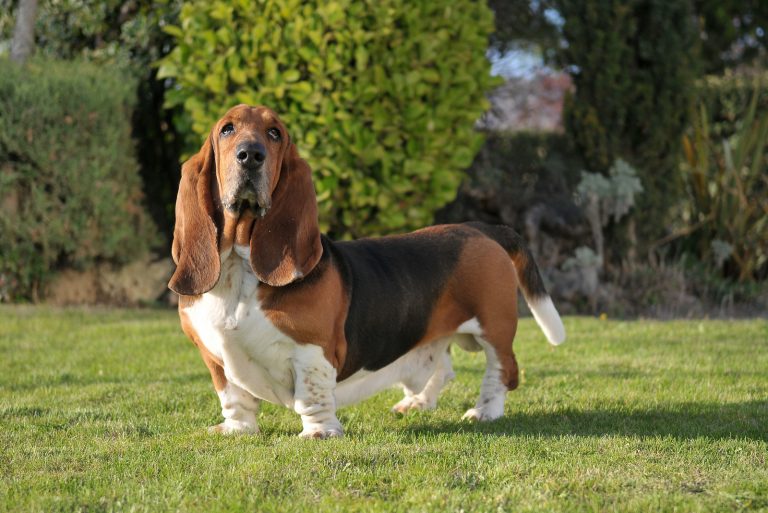 a beautiful basset hound stands on the grass