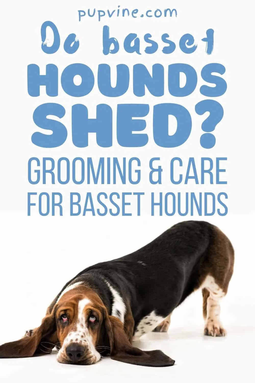 Do Basset Hounds Shed? Grooming & Care For Basset Hounds