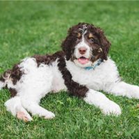 cute bernedoodle on grass