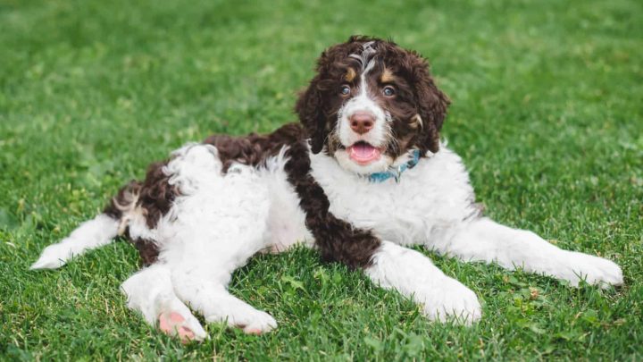 Do Bernedoodles Shed? Grooming And Care Tips