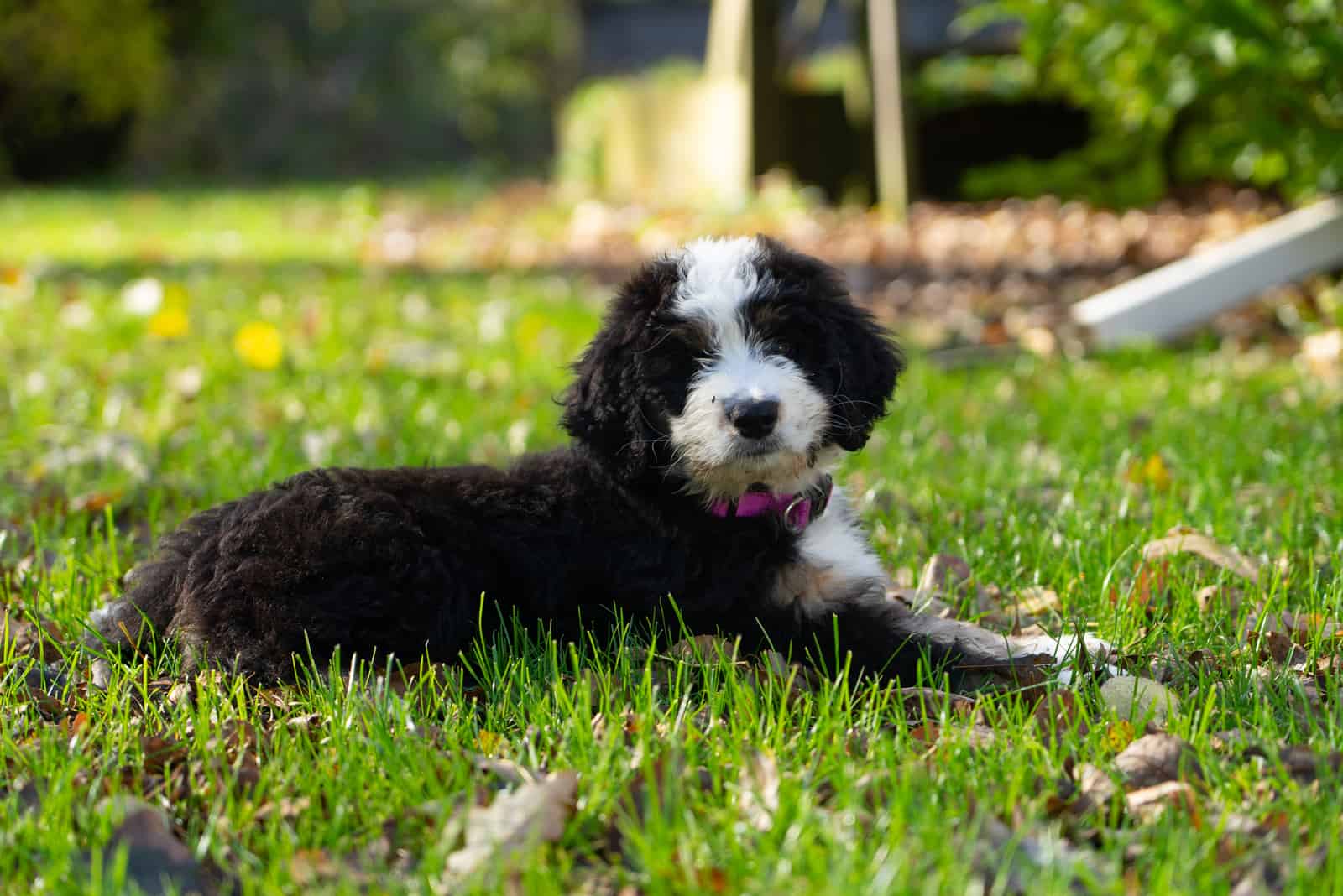 Do Bernedoodles Shed? Grooming And Care Tips