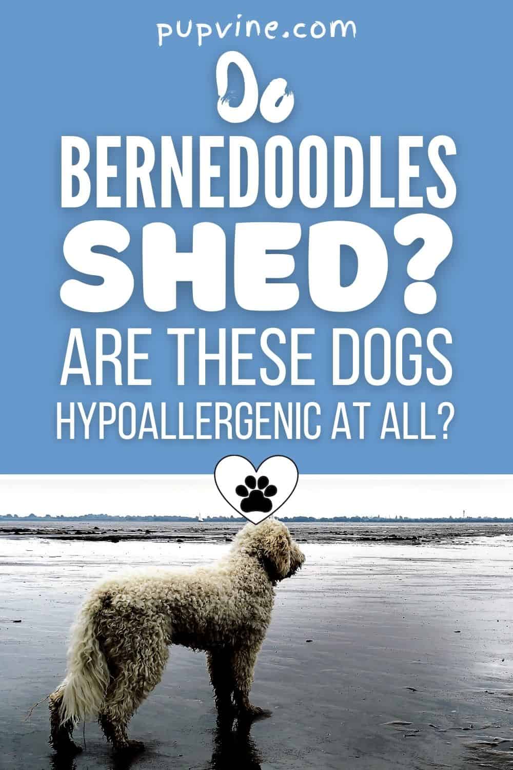 Do Bernedoodles Shed? Are These Dogs Hypoallergenic At All?