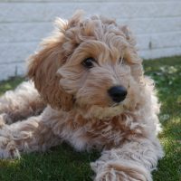 golden Cavapoo lying on grass