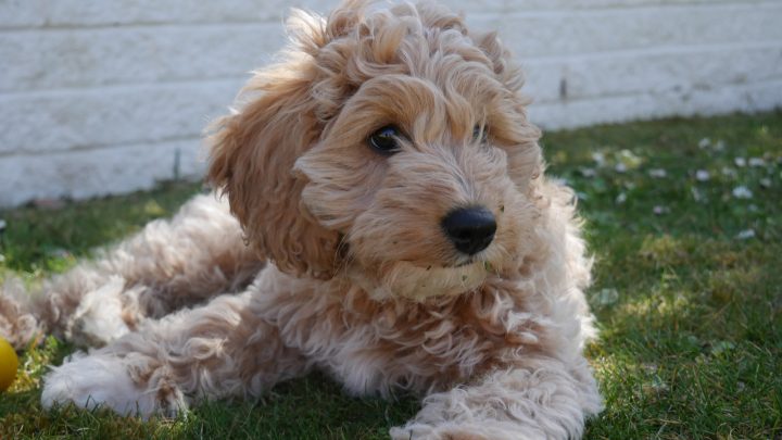 Do Cavapoos Shed? All Important Info On These Dogs’ Coats