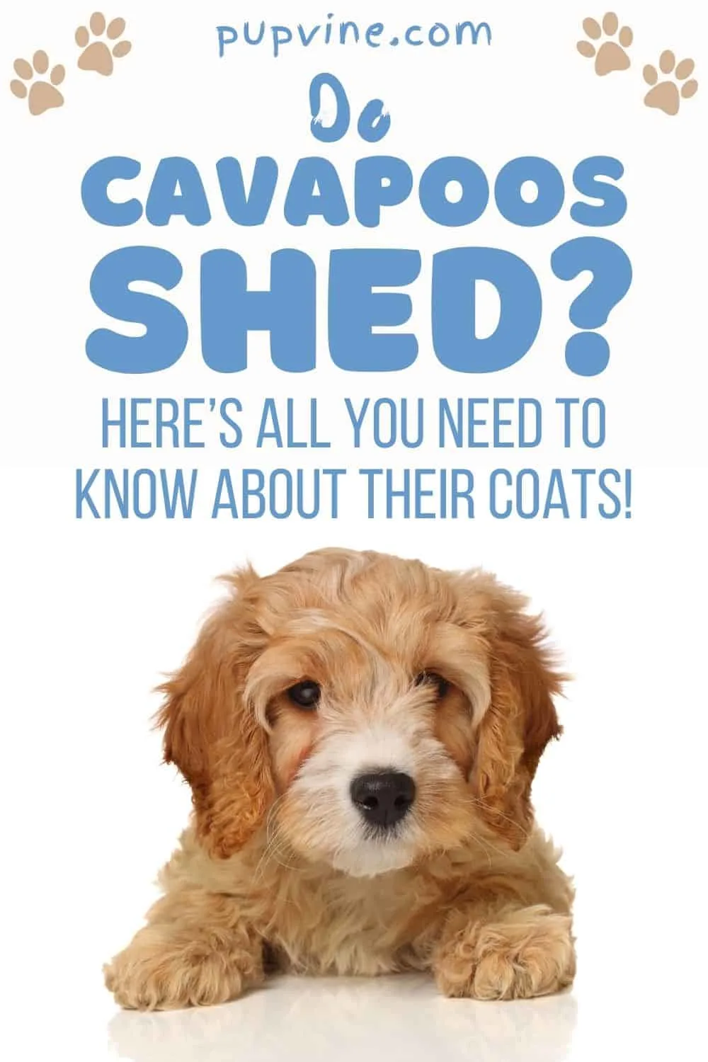 Do Cavapoos Shed? Here’s All You Need To Know About Their Coats!