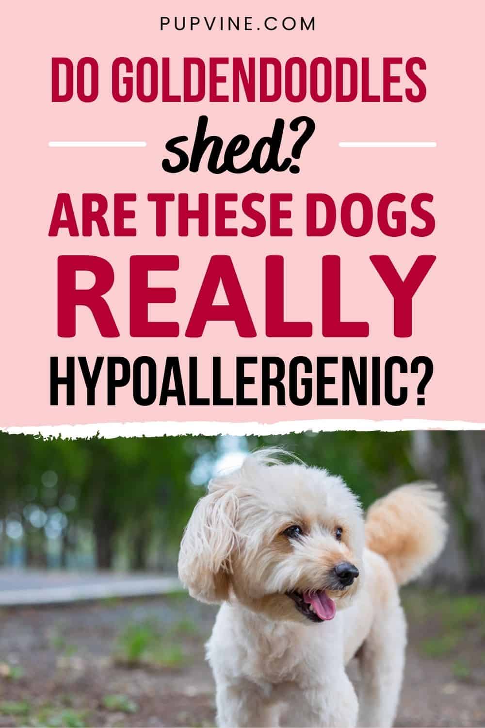 Do Goldendoodles Shed Are These Dogs Really Hypoallergenic