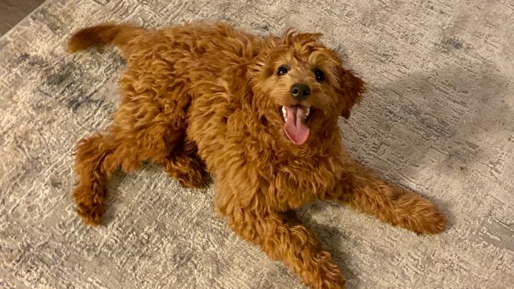 Do Goldendoodles Shed? An Honest Guide To Doodle Shedding