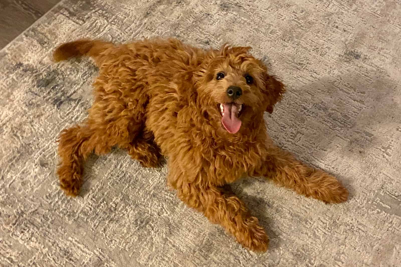 will my goldendoodle puppy stop shedding