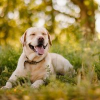 smile and happy purebred labrador retriever dog outdoors in grass park on sunny summer day