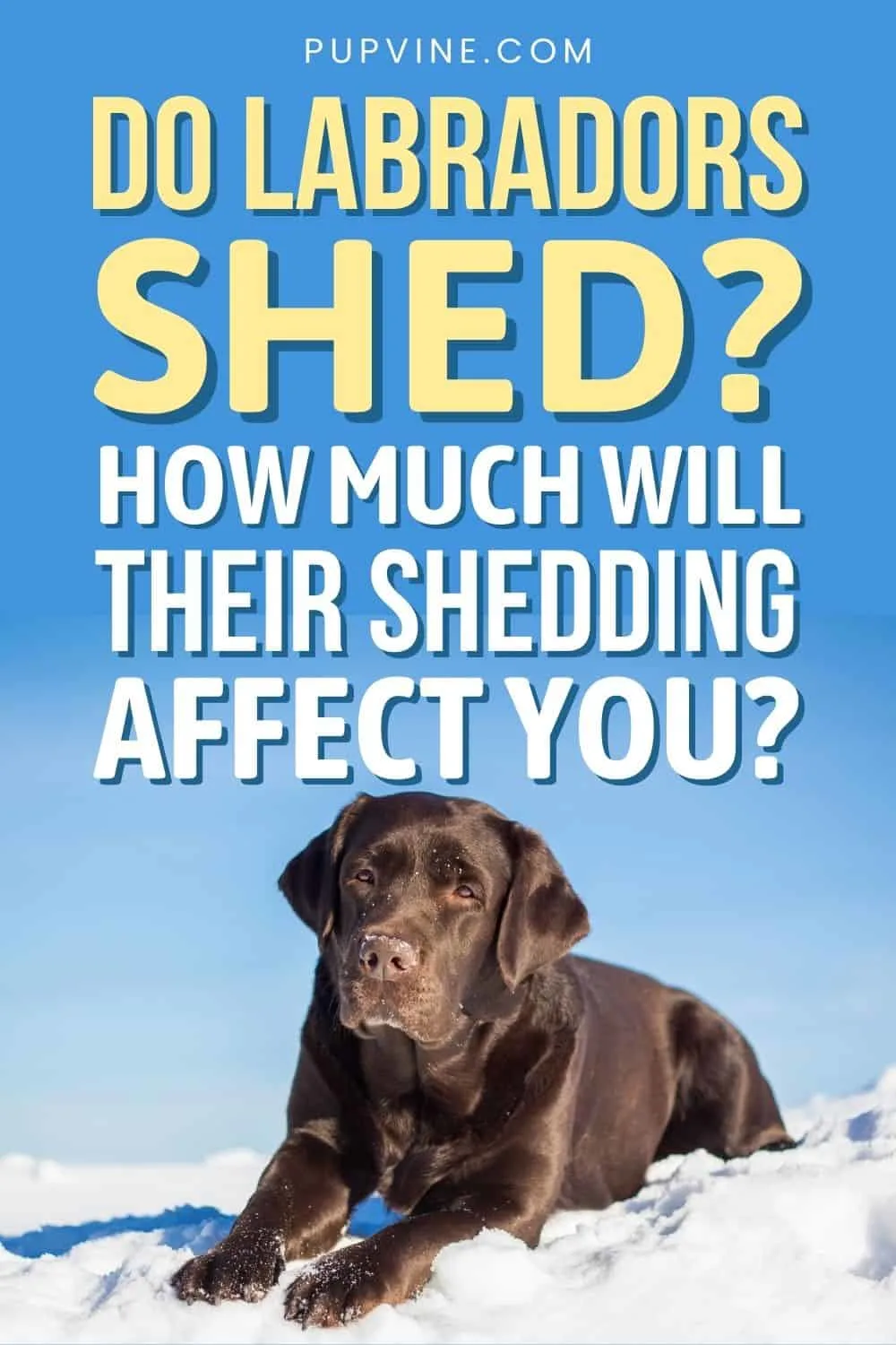 Do Labradors Shed How Much Will Their Shedding Affect You