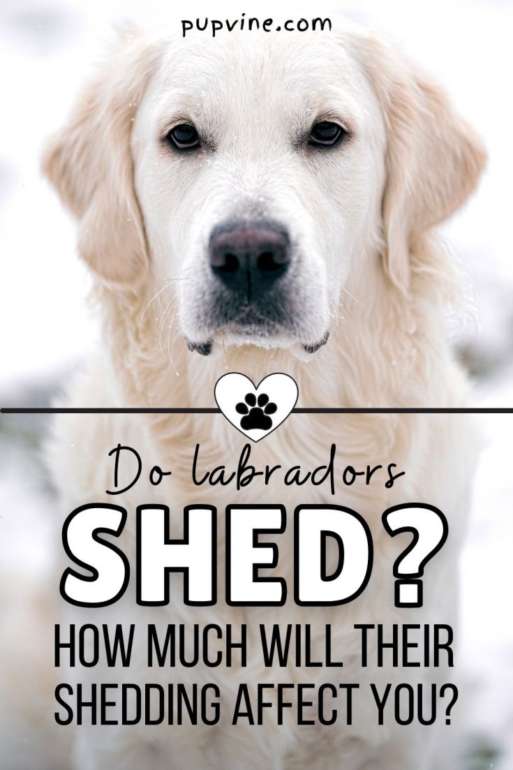 Do Labradors Shed? A Complete Guide To Labrador Shedding