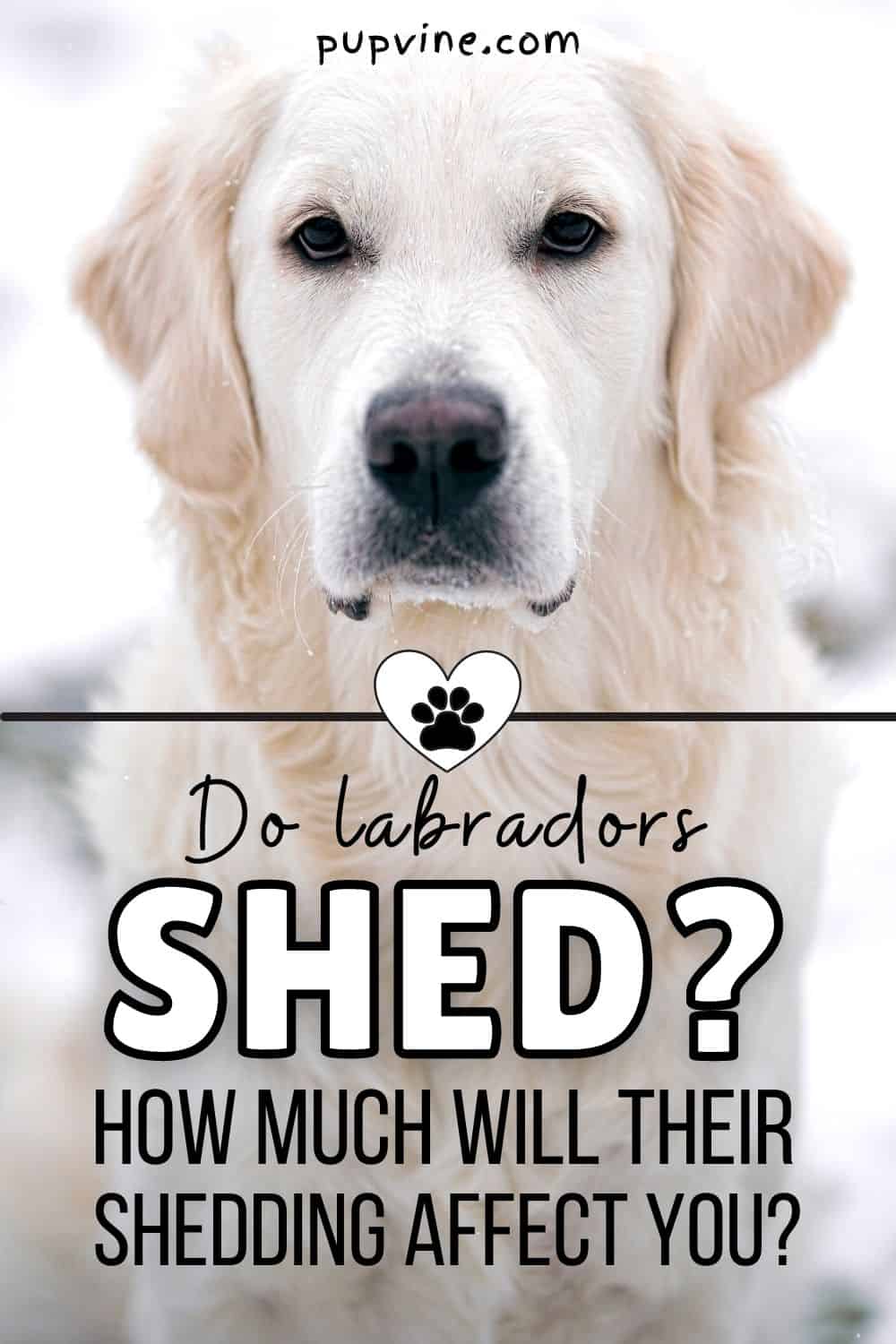 Do Labradors Shed? How Much Will Their Shedding Affect You?