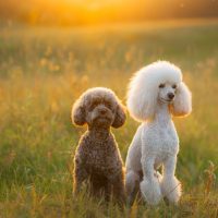 two poodles on the grass