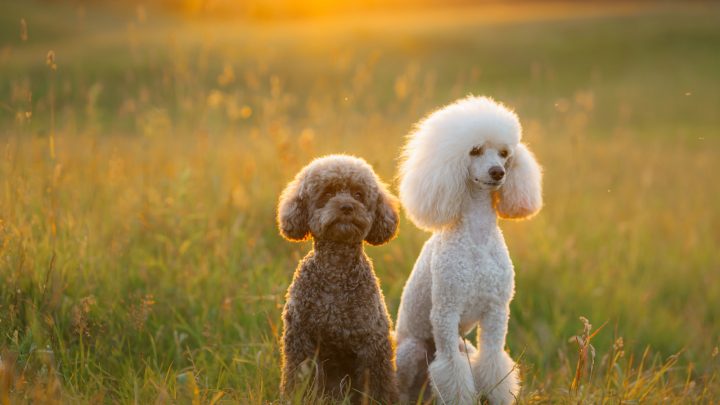 Do Poodles Shed? The Truth About Hypoallergenic Dog Breeds