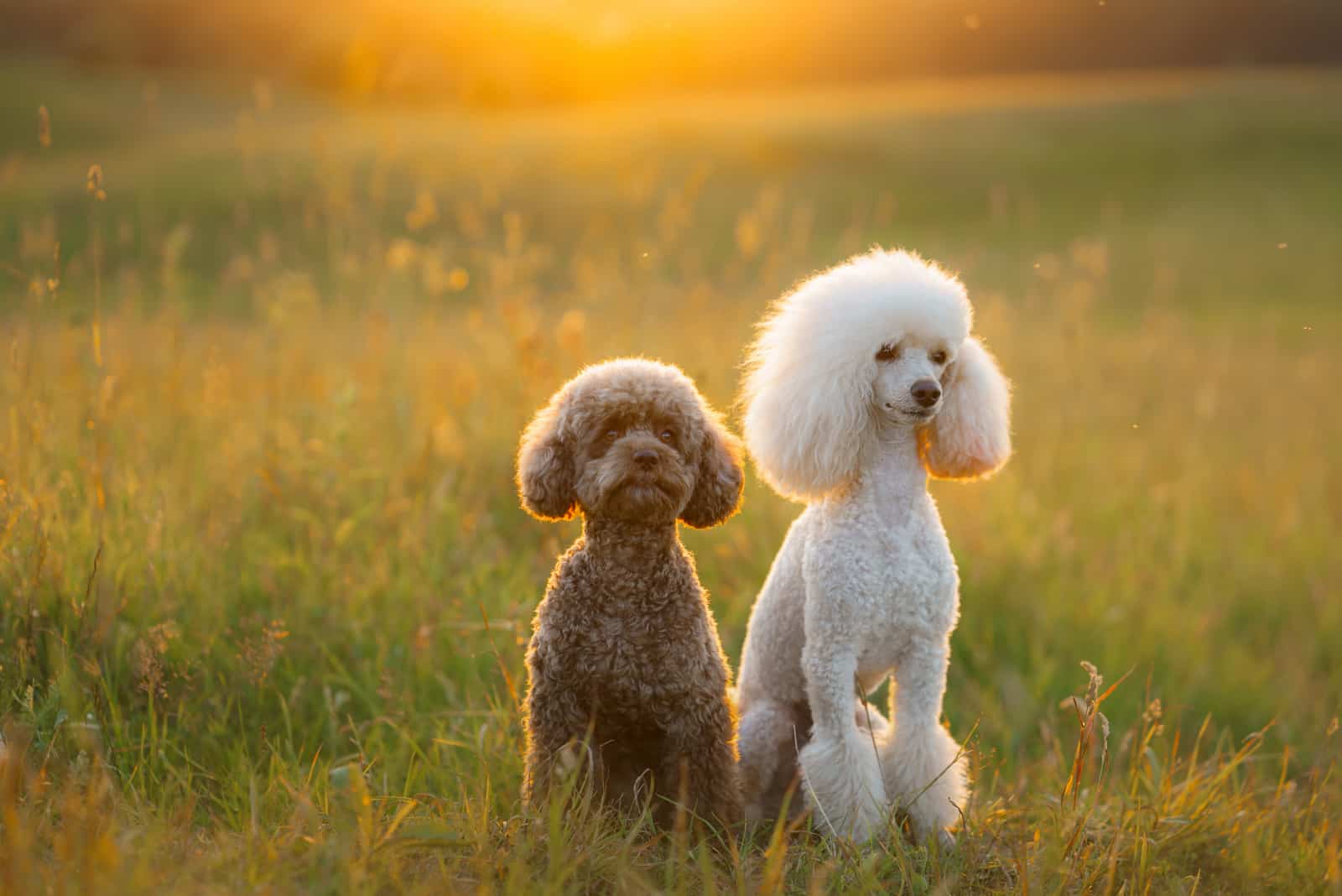two poodles on the grass