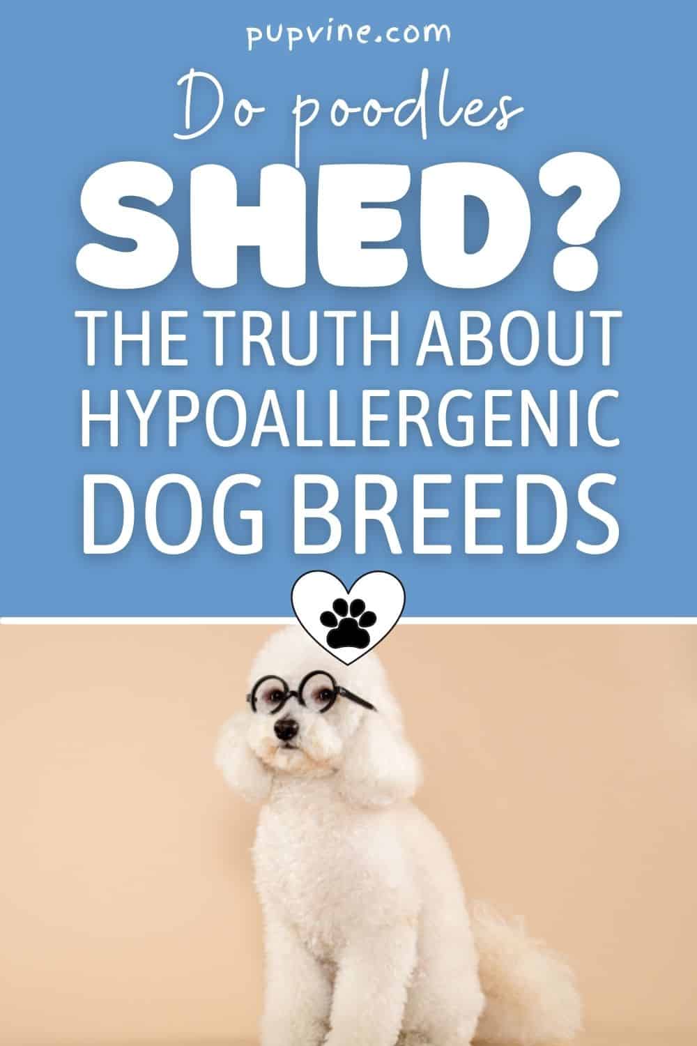 Do Poodles Shed? The Truth About Hypoallergenic Dog Breeds