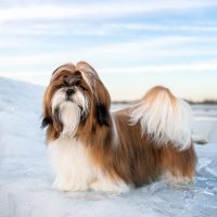 hairy shih tzu on the snow