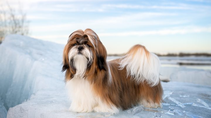 Do Shih Tzus Shed? A Guide To Grooming Low-Shedding Dogs
