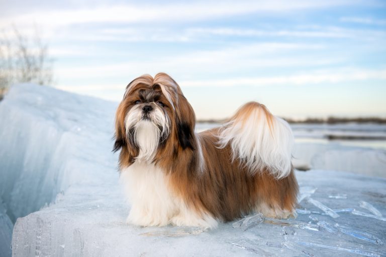 hairy shih tzu on the snow
